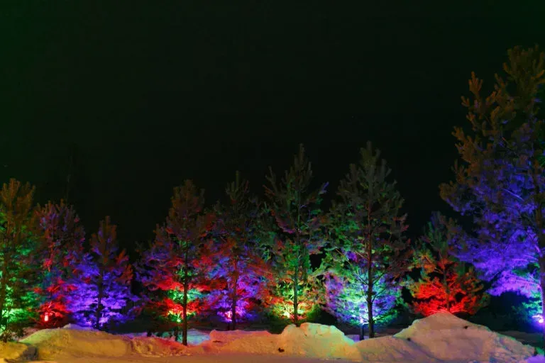 12 Сосен фото 4