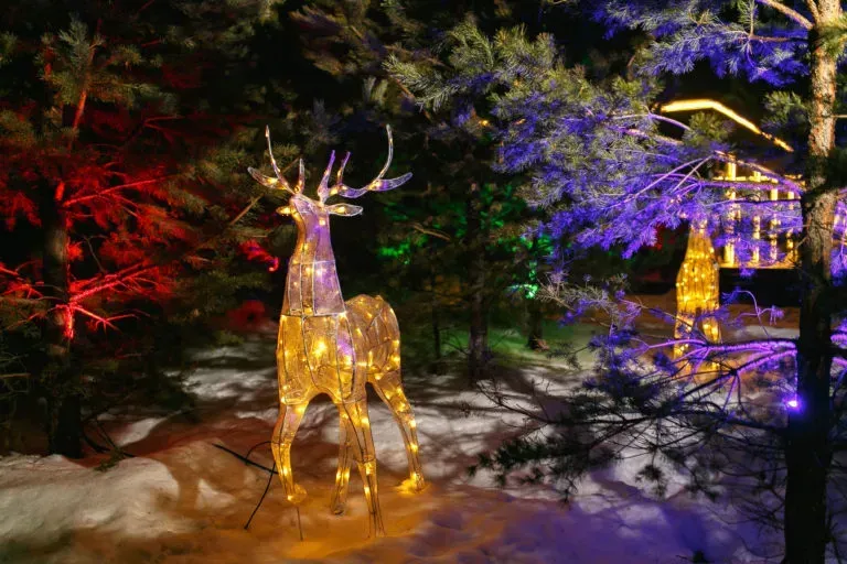 12 Сосен фото 5