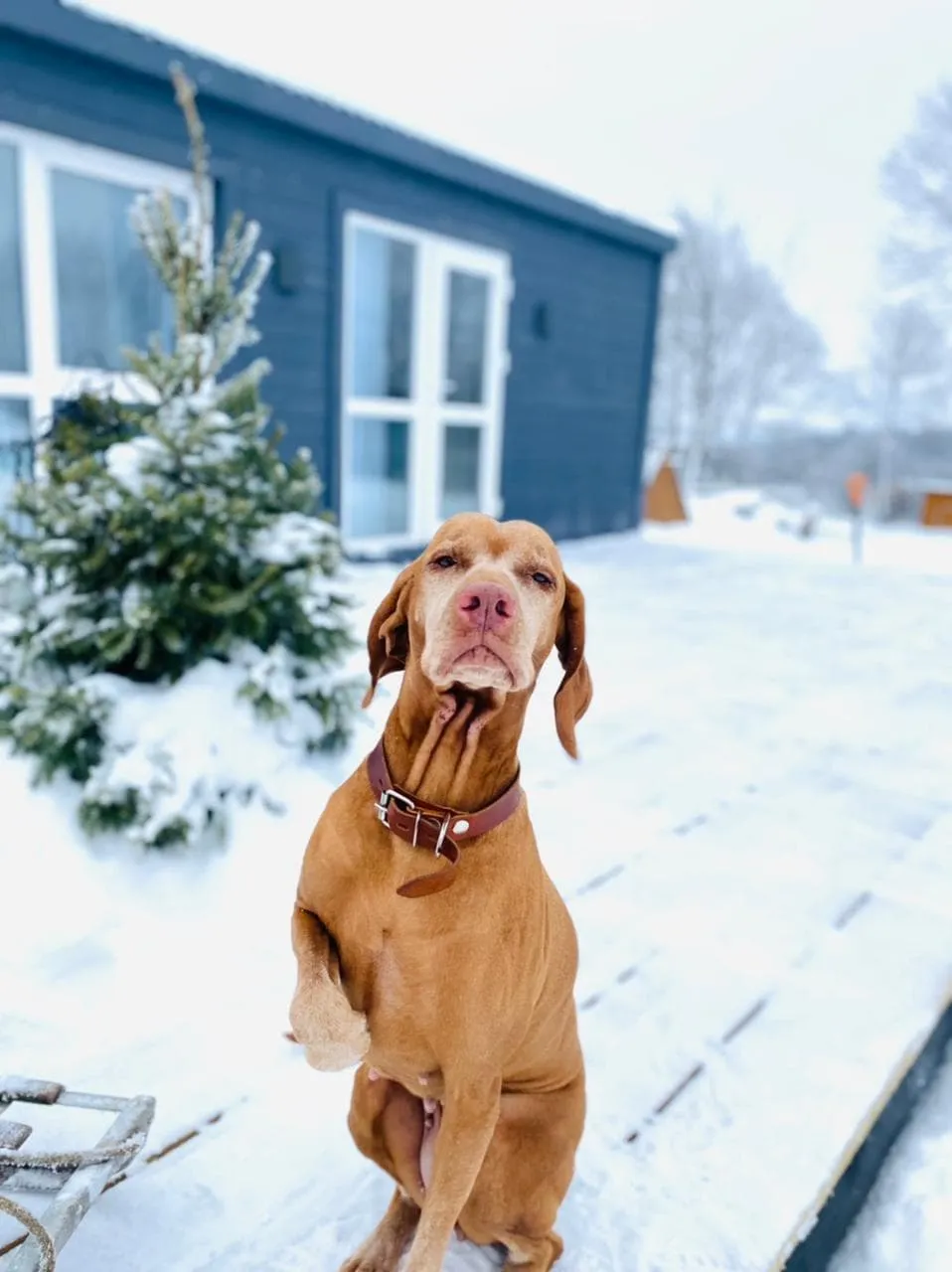 Ambarcasa ( Амбаркаса ) фото 2