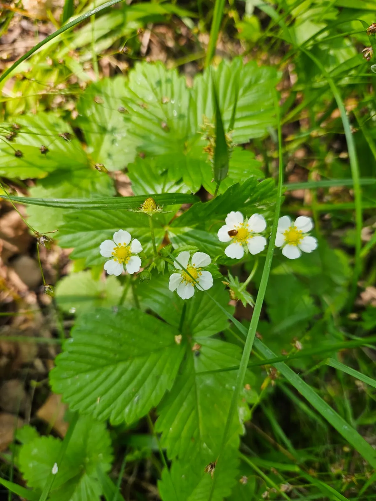 Аренда домика в Подмосковье А-фрейм Березки фото 2