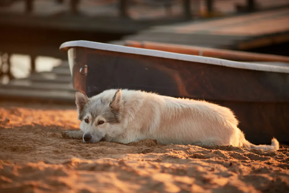 Архангельские дачи (Дом Отрадный простор) фото 5