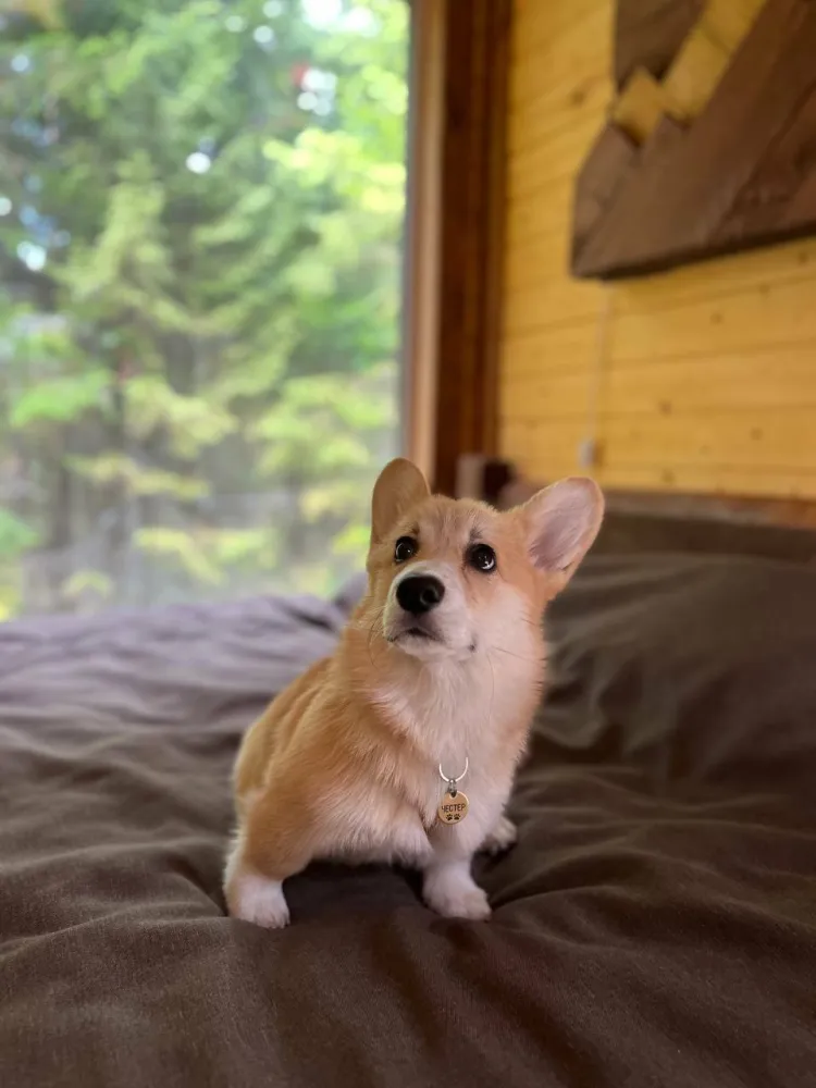 База отдыха Крепкие кровати фото 4