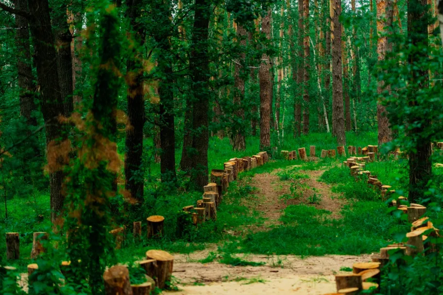 База отдыха Лесная база "Папоротник фото 2