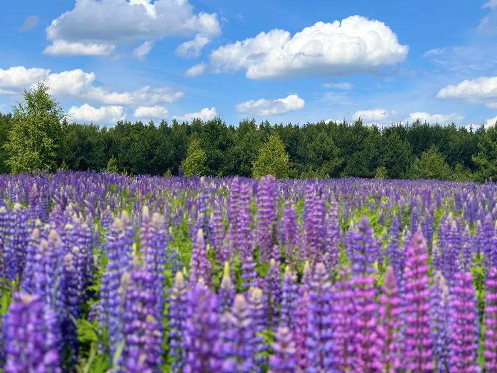 База отдыха Нота Бене фото 3