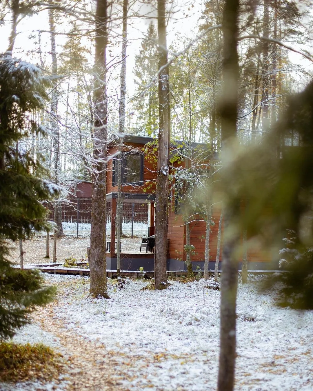 Черника фото 2