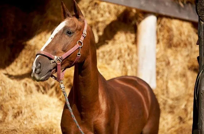 Эко ферма Потапово фото 2