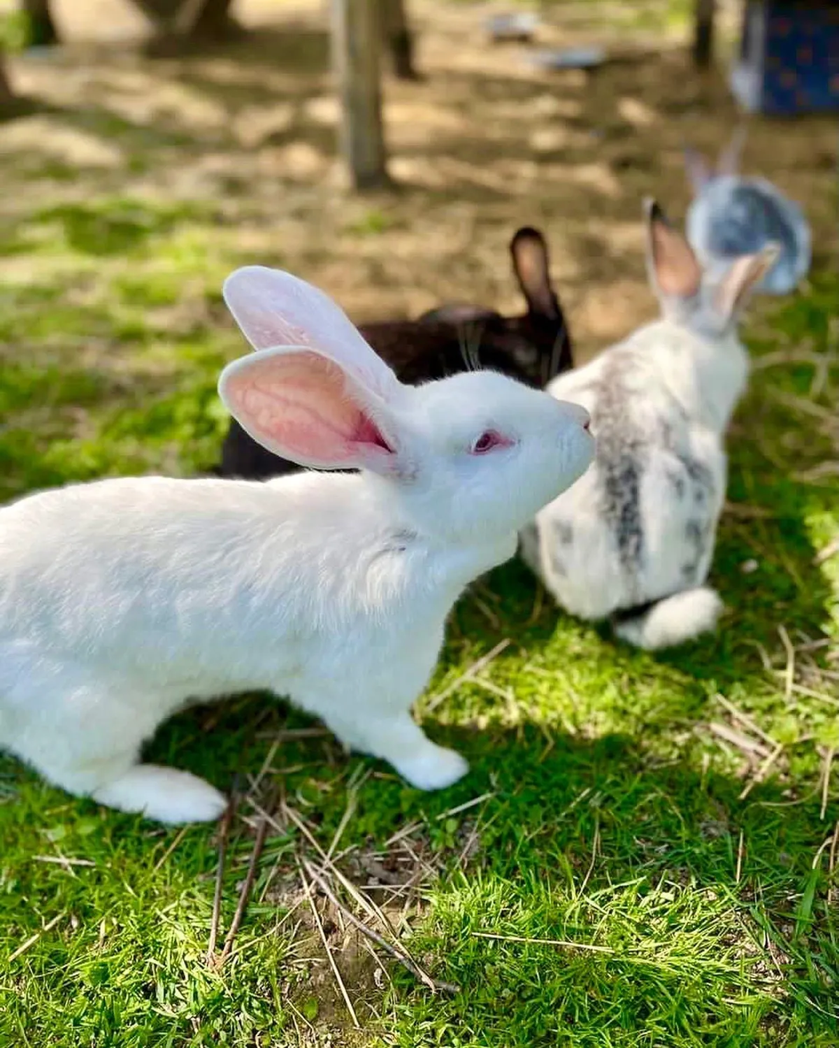 Эко-парк Легенды леса фото 3