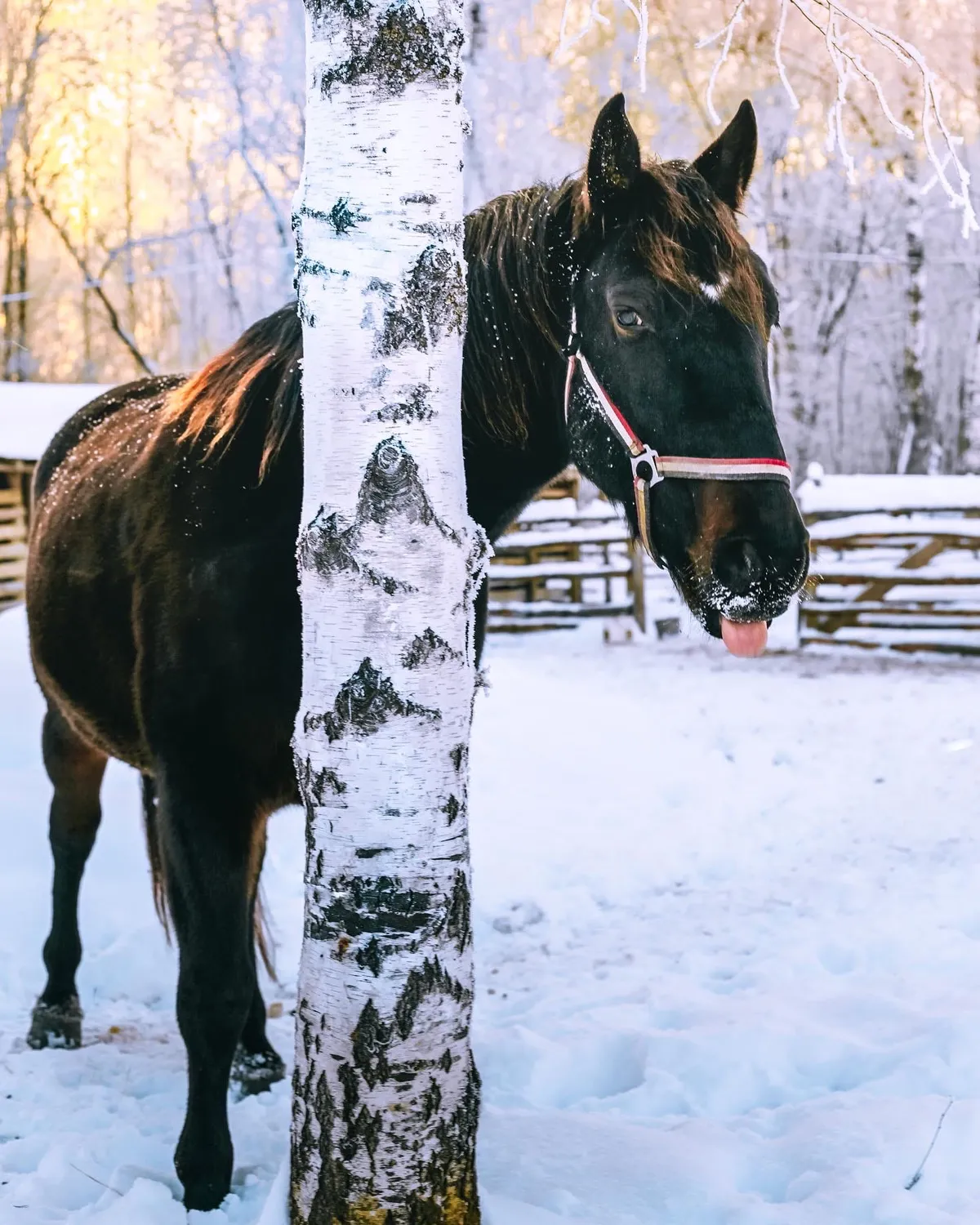 Эко-парк Легенды леса фото 5