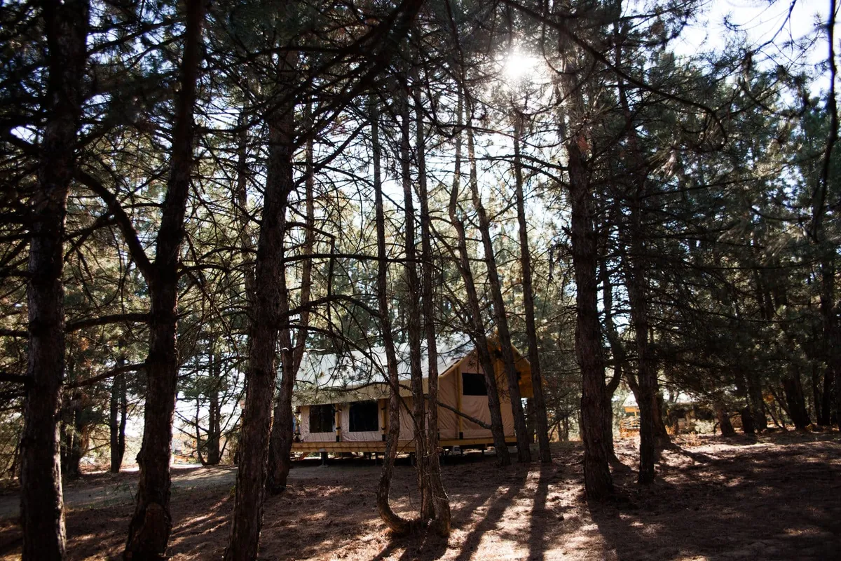 Тент-хаус в сосновом лесу с купелью