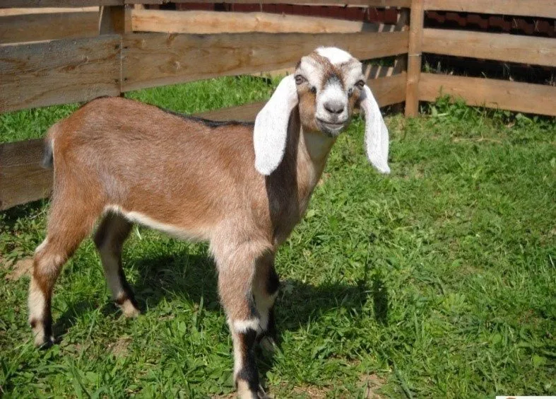 Глэмпинг СтреКоза фото 4