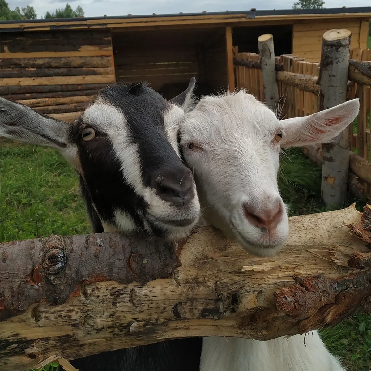 Глэмпинг СтреКоза фото 5