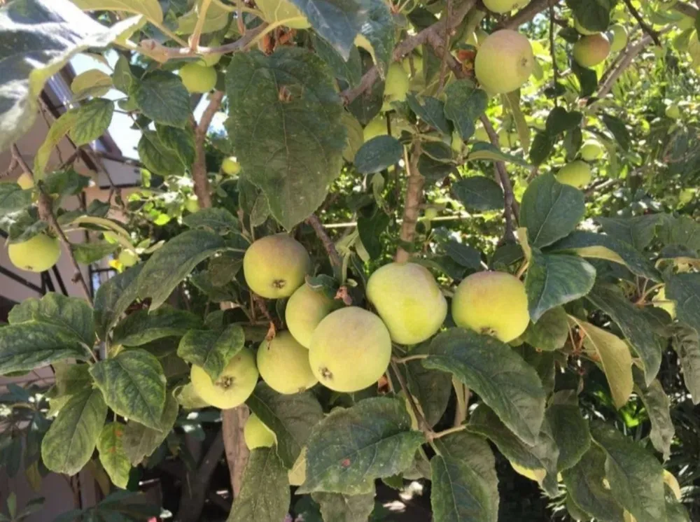 Гостевой дом Мотив у моря фото 4