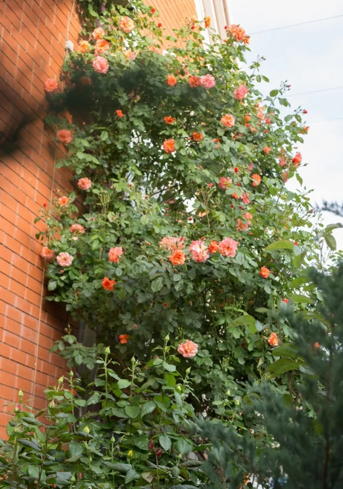 Гостевой дом Олива фото 3