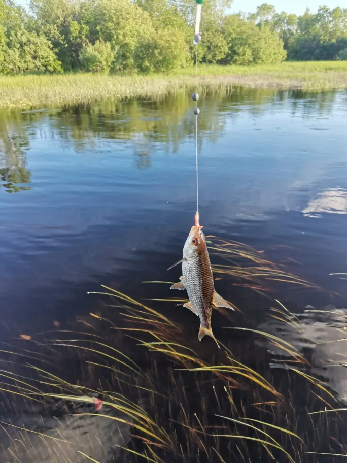 Гостевой дом RediS