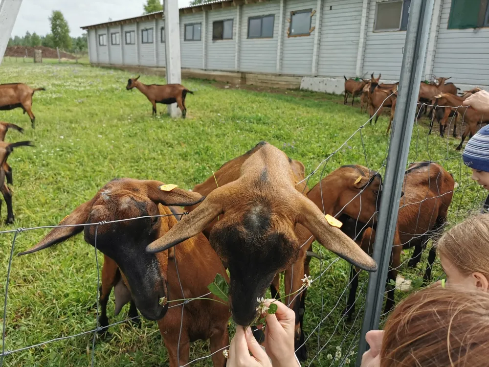 Гостиница Усадьба Добрынино фото 2