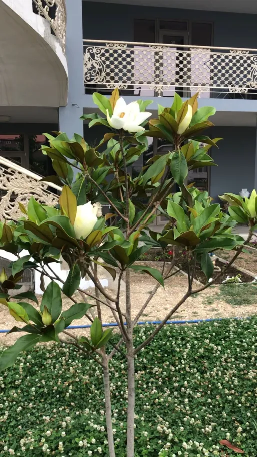 Grand Villa 05 фото 2