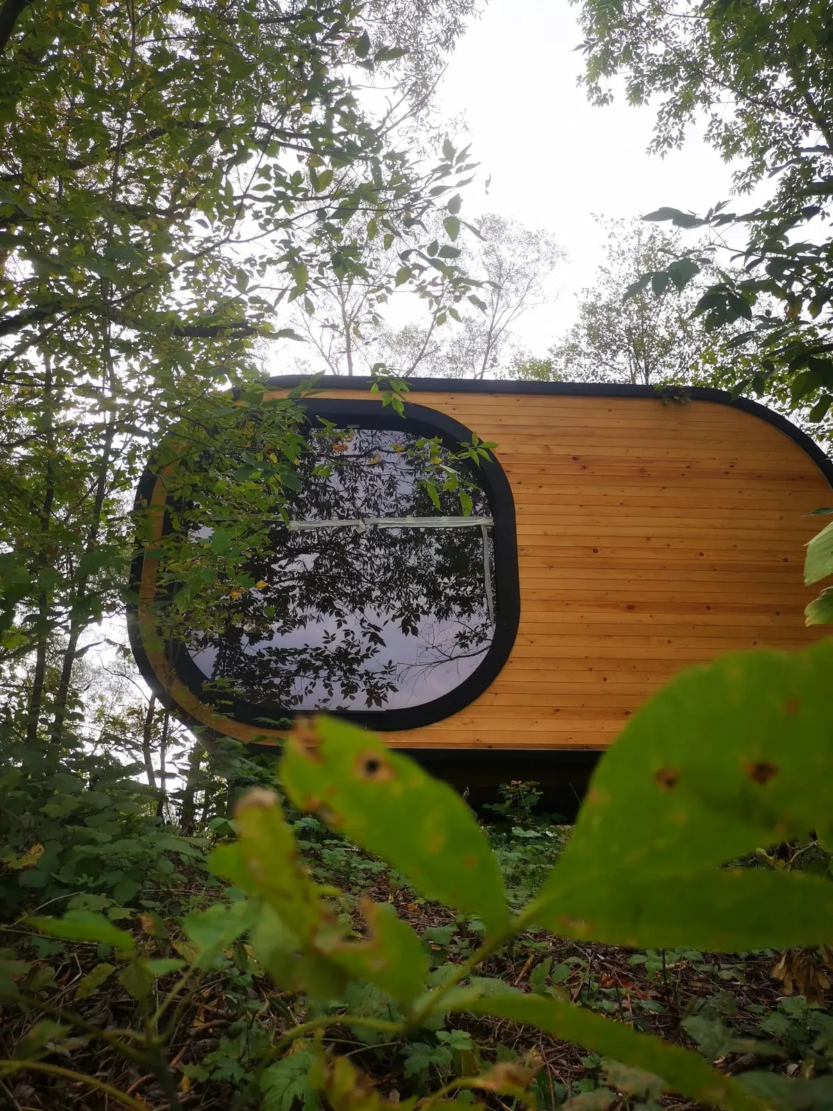 Эко-капсула в лесу