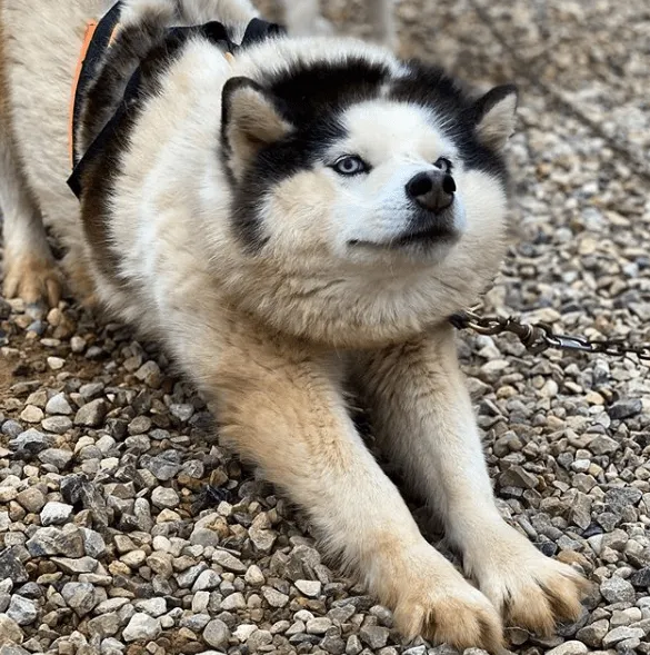 Хаски Деревня Рузская Аляска фото 3