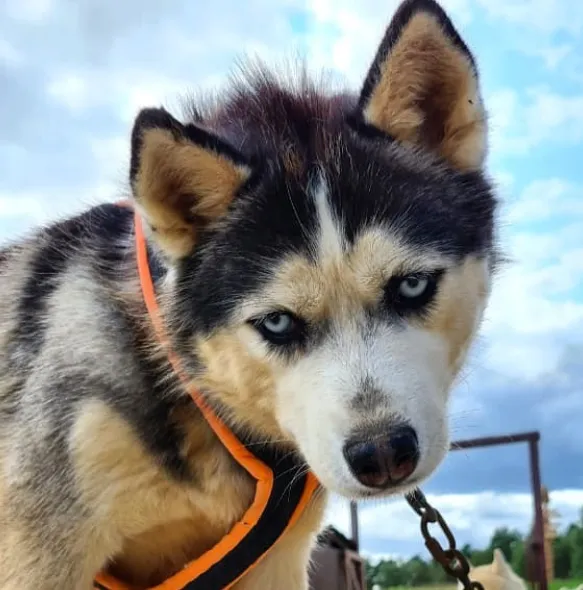 Хаски Деревня Рузская Аляска фото 4