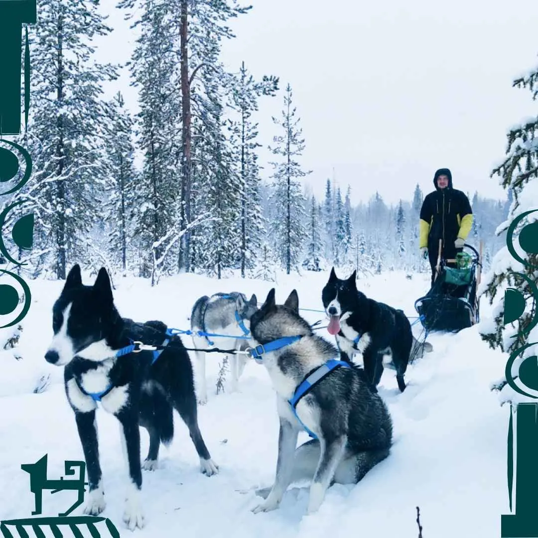 Хаски Кэмп фото 3