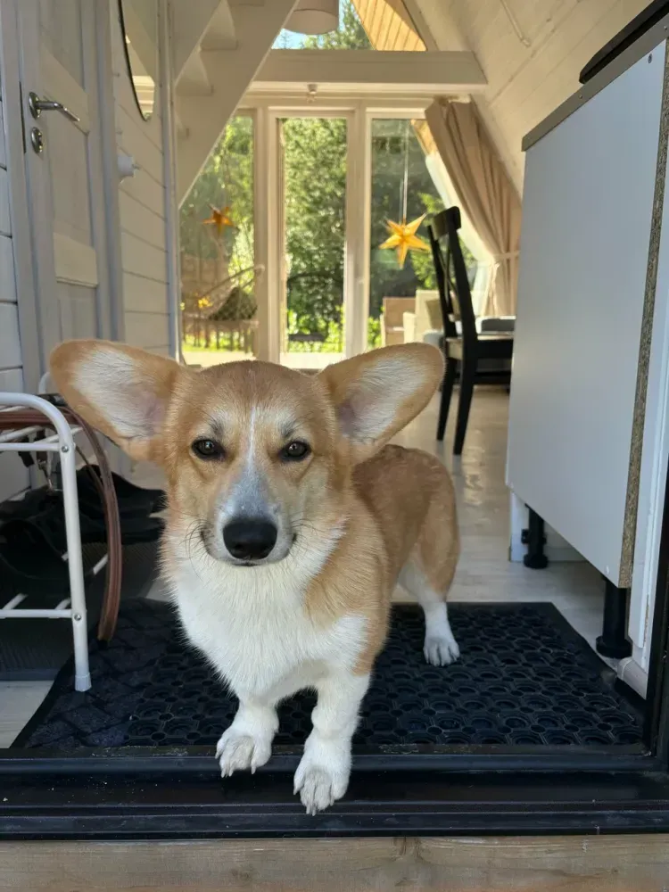 Клевер Лехтуси фото 3