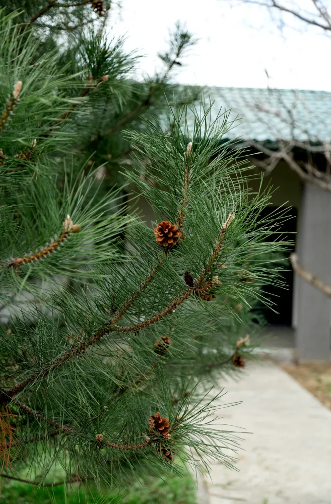 Клевое Никольское фото 5