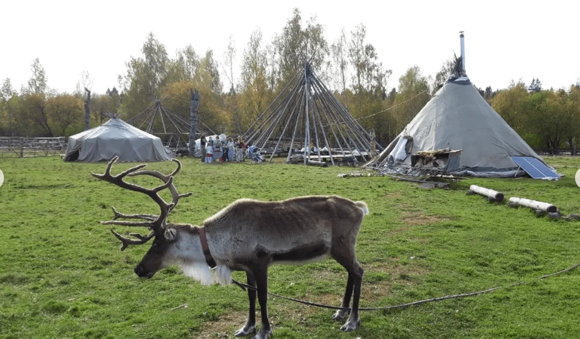 Лама-кемпинг в этнопарке Кочевник фото 3