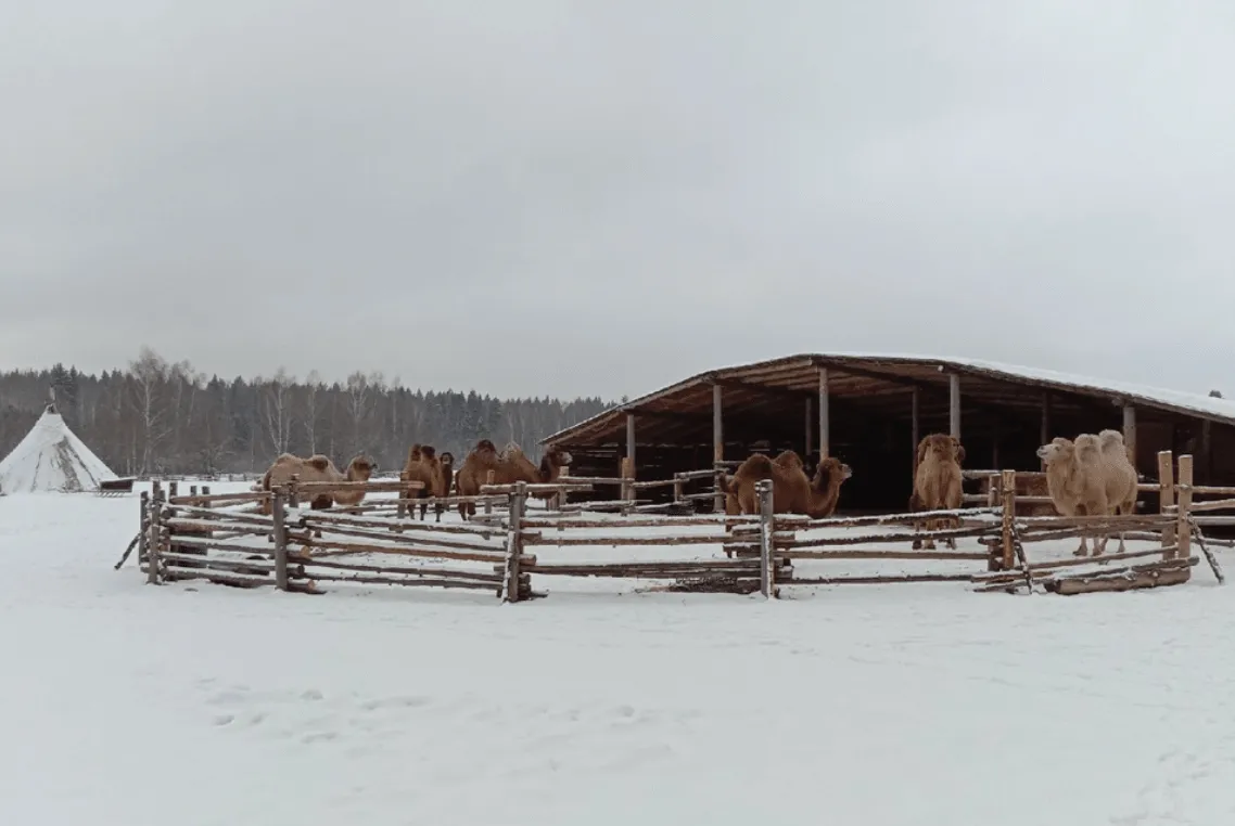 Лама-кемпинг в этнопарке Кочевник фото 4
