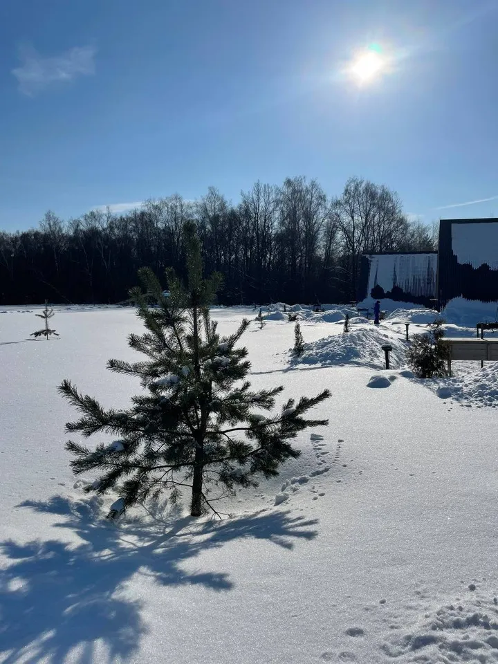 Лесополье фото 2