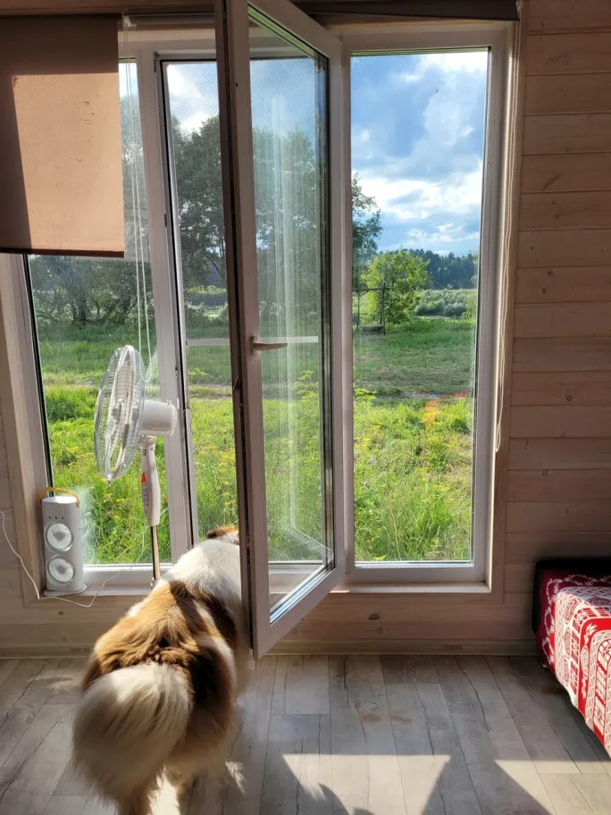 Морошка фото 2