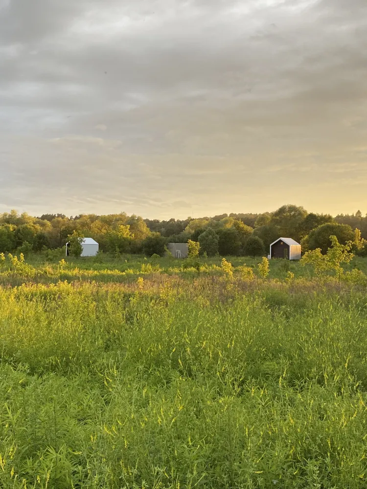 Морошка фото 4