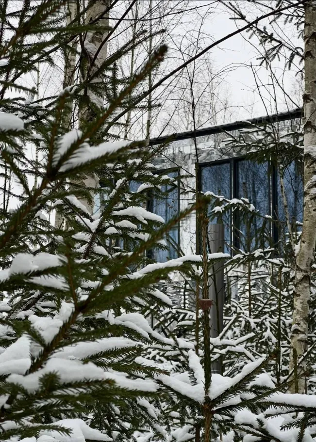 МЫ Дома - в Зеркальном лесу фото 2