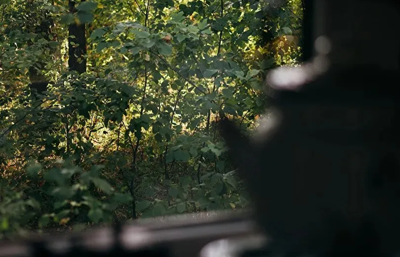 Побеги фото 2