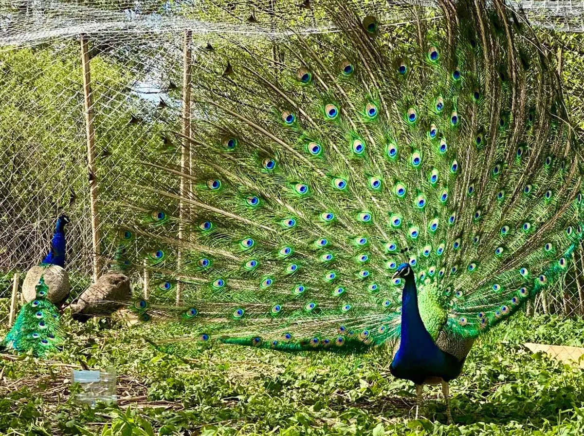 Просто COSMOS фото 2