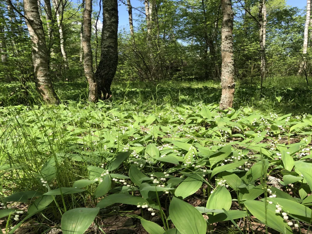 Рузские Горки фото 5