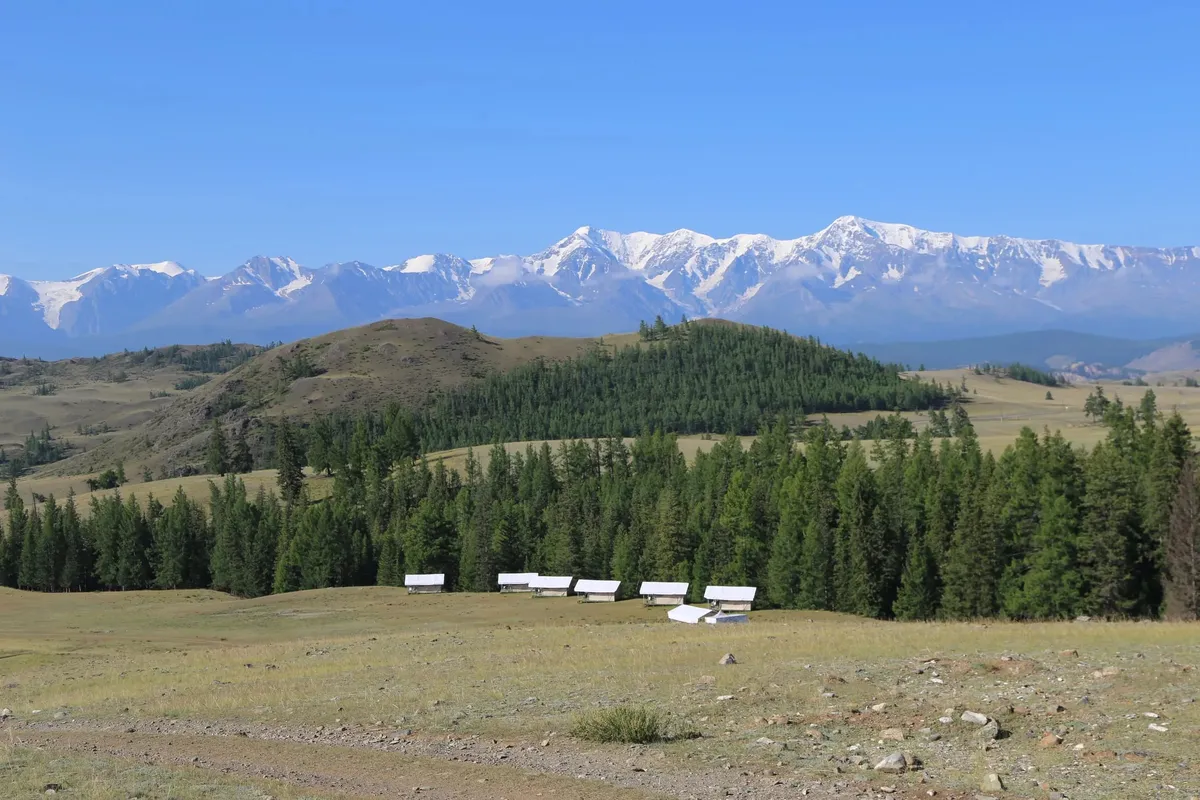 Сафари-тент