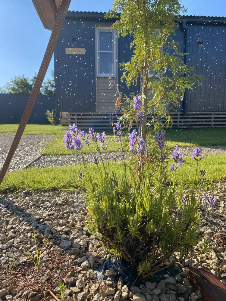 СЕМЬЯ НА ДАЧЕ / FAMILY DACHA фото 4