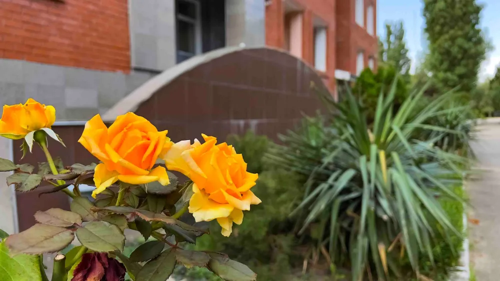 Шинкар фото 3