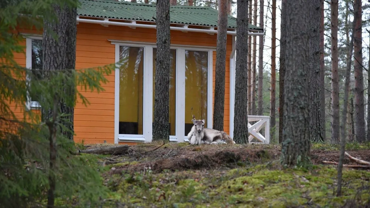 Шишки на Лампушке фото 2