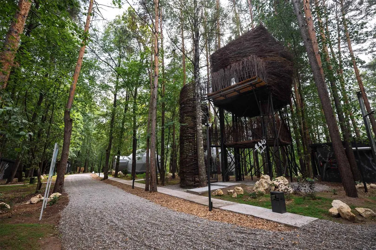 Гнездо на дереве