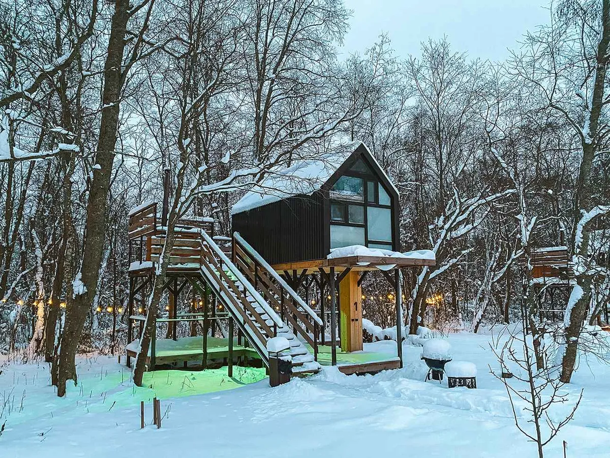 Цветы сакуры