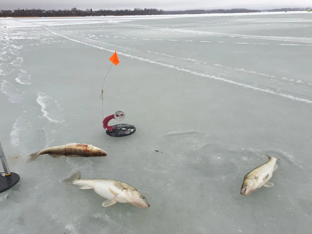 Веселый трутень фото 4