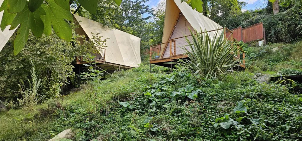 Южный вайб "Древо фото 4