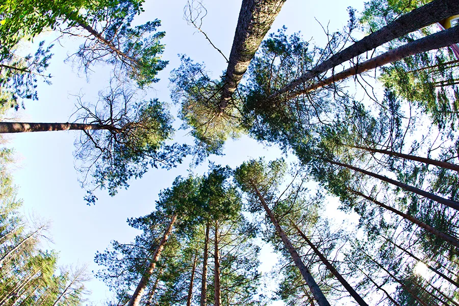 Журавушка фото 2