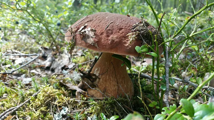 Журавушка фото 3