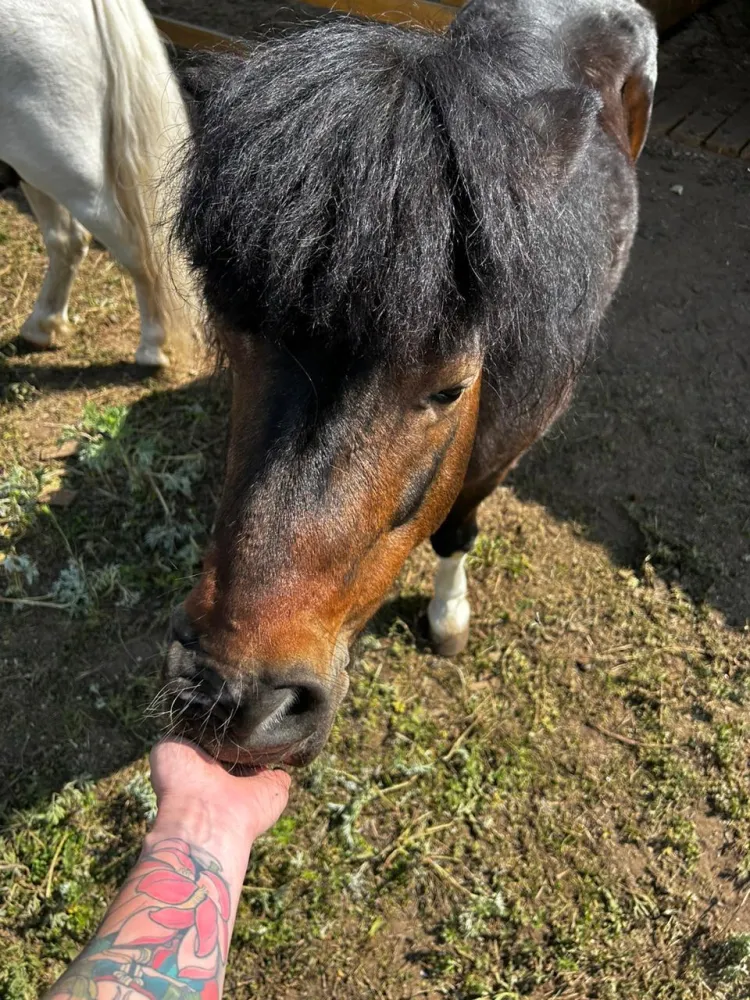 Зоотеррий фото 5